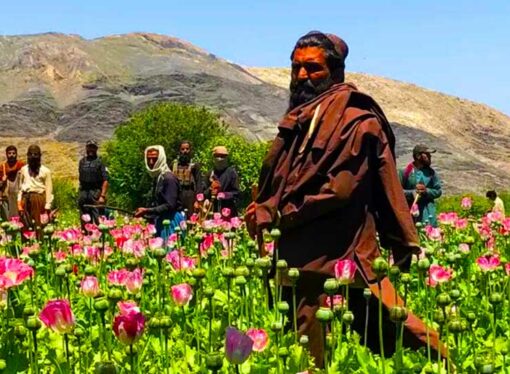 Land Cleared of Poppy Fields in 2022